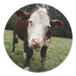 Cow Sticking Out Tongue stickers