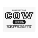 Cow University postcards by universityshirts Cow University postcards