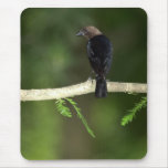 Cowbird Peeking Mousepad