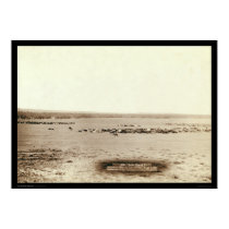 Cowboy Cattle Round Up SD 1891 posters