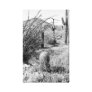 Cowboy Garden Canvas (AZ Sonoran Desert) Canvas Print