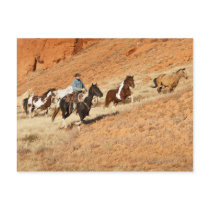 Cowboy herding horses postcards