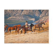 Cowboy herding wild horses 2 post cards
