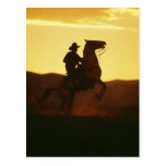 Cowboy on Rearing Horse Post Cards