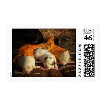 Cowboy Puppies Stamp