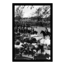 Cowboys Hearding Cattle on a Ranch in Chile 1897 posters by lc_vintagephotos Cowboys Hearding Cattle on a Ranch in Chile 1897 posters