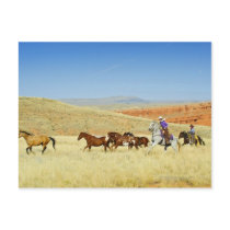 Cowboys herding horses post card