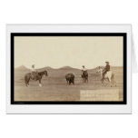 Cowboys Roping A Buffalo SD 1887 cards