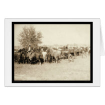 Cowboys Roping a Herd of Horses SD 1887 cards