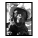 Cowdog posters