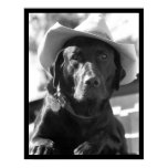 Cowdog