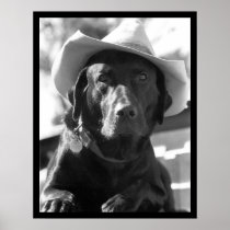 Cowdog Posters