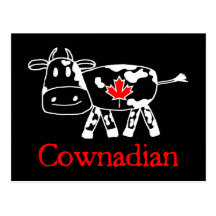 Cownadian Postcard