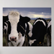 Cows 3 poster