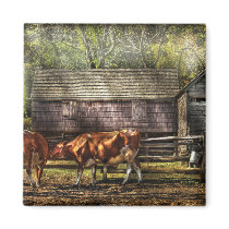 Cows - A couple of Cows magnets