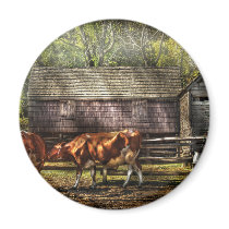 Cows - A couple of Cows magnets