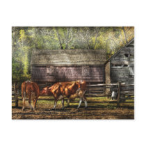 Cows - A couple of Cows postcards