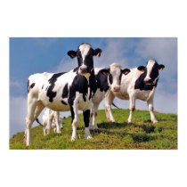 Cows are cool posters