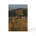 Cows are in the meadows cards