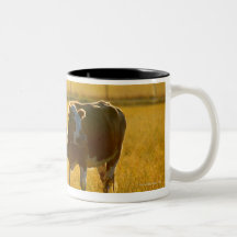 Cows at pasture mug