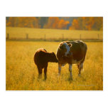 Cows at pasture post card