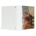cows vinyl binders