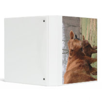 cows binders