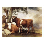 Cows by Potter Post Cards