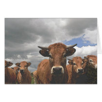 COWS cards