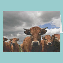 COWS cards by REDINARD COWS cards