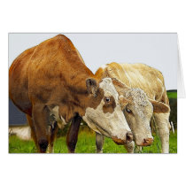 cows cards