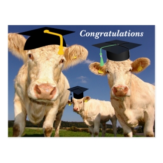 Cows Congratulations Party Postcard