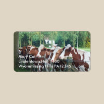 Cows Curious labels