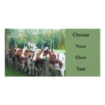 Cows Curious Photo Card Template