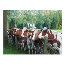 Cows Curious Post Cards