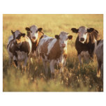 Cows Flyers
