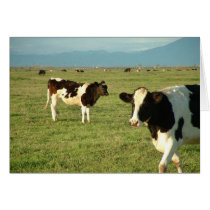 cows got cheese cards