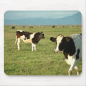 cows got cheese mousepads