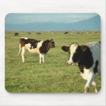 cows got cheese