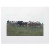 cows grazing letterhead