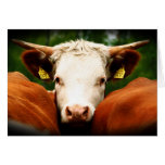 Cows Head Cards