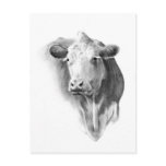 COW'S HEAD IN PENCIL POSTCARD