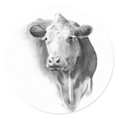 A Drawn Cow