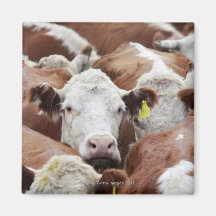 Cows in a corral magnets
