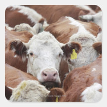 Cows in a corral sticker