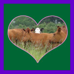 Cows in a Heart Poster posters