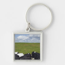 Cows in a pasture. keychains