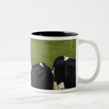 Cows in a pasture. mugs