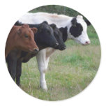 Cows in a Row Stickers