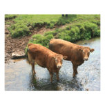 Cows in Devon field, UK Art Photo